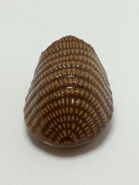 Miniature Ceramic Glazed Hedgehog (Miniature, suitable for printer's tray)