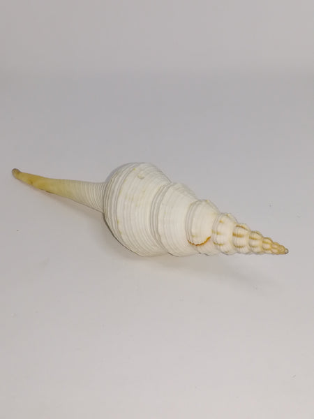 Medium Sea Shell