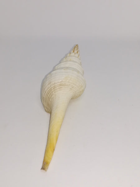 Medium Sea Shell