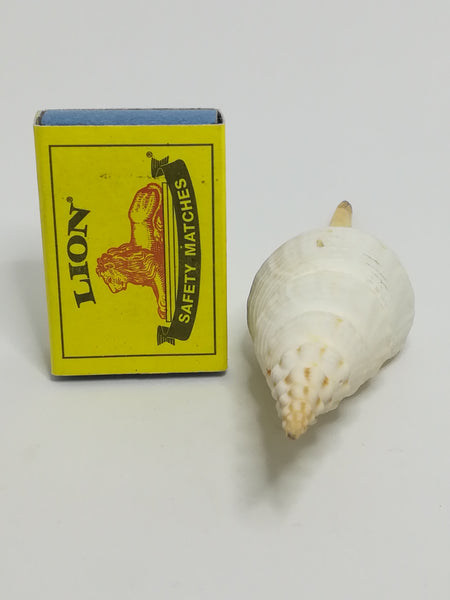 Medium Sea Shell