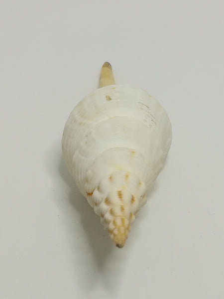 Medium Sea Shell