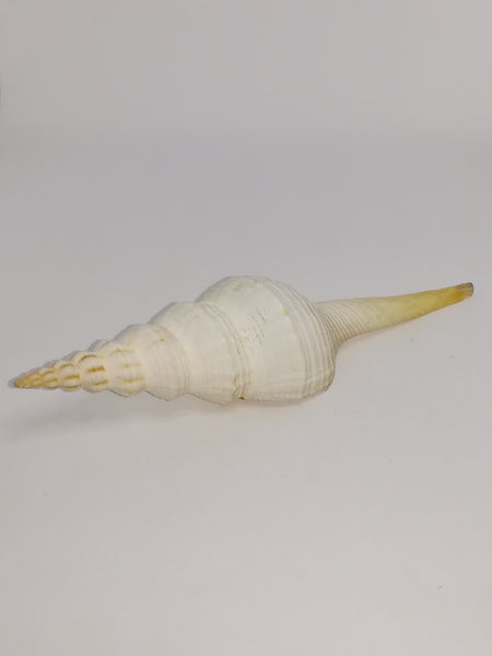 Medium Sea Shell