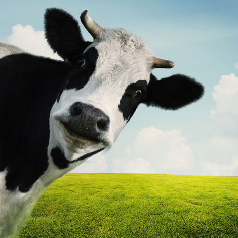 Cows