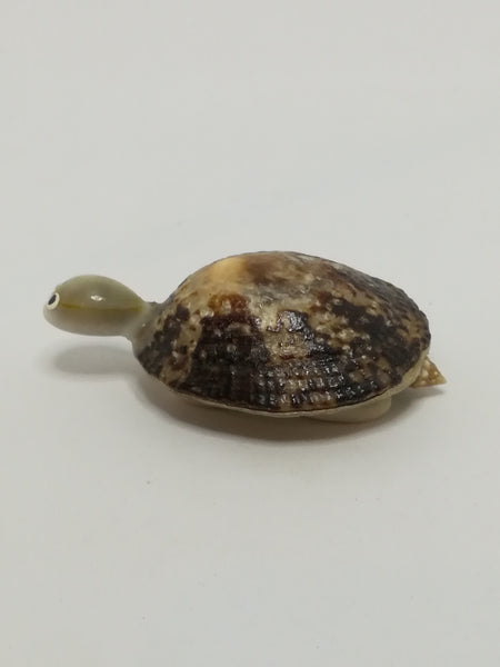 Miniature White & Mottled Sea Shells Tortoise (Miniature, suitable for printer's tray)