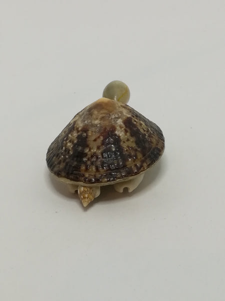 Miniature White & Mottled Sea Shells Tortoise (Miniature, suitable for printer's tray)
