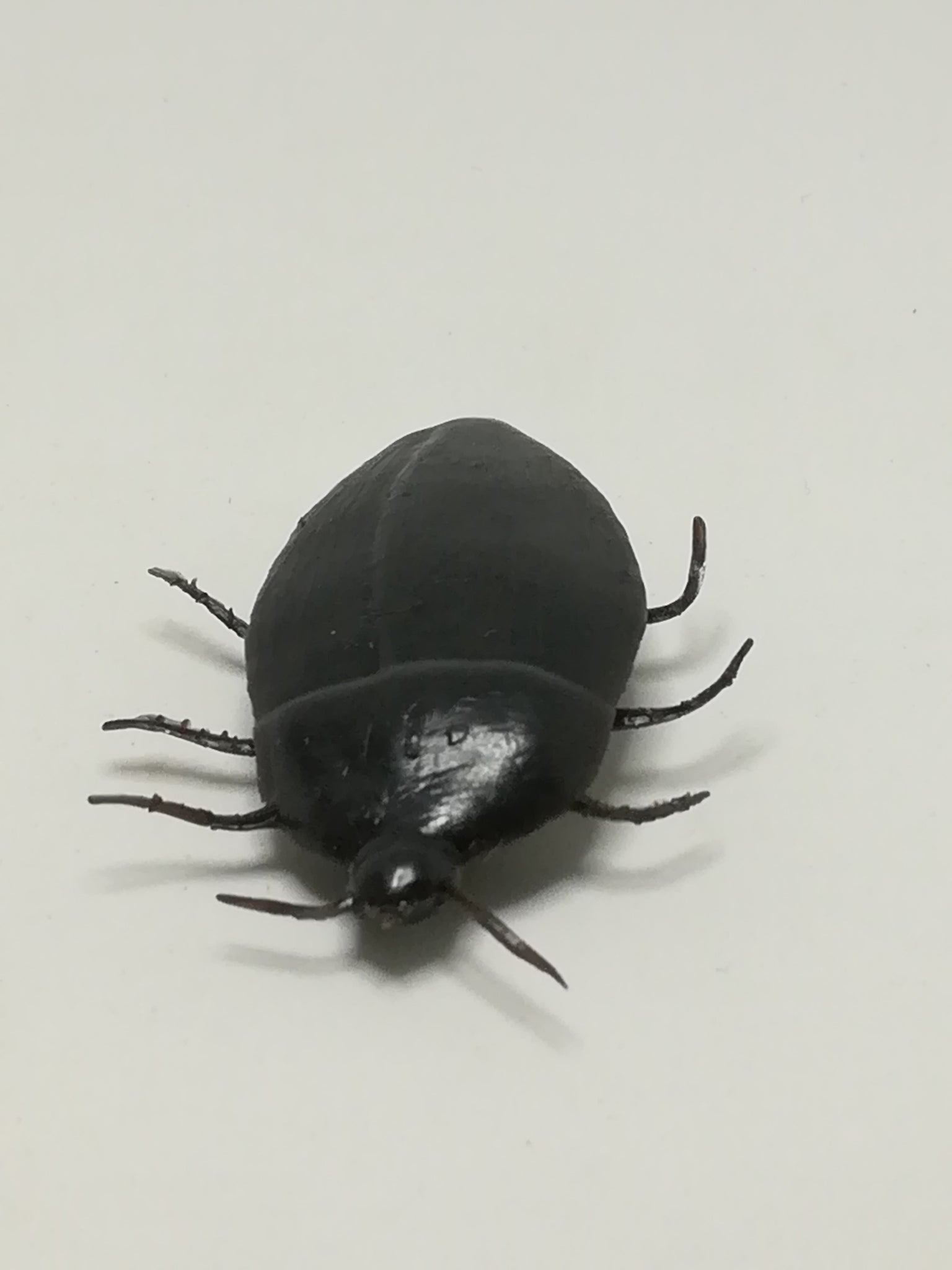Miniature Black Big Cockroach (Miniature, suitable for printer's tray)
