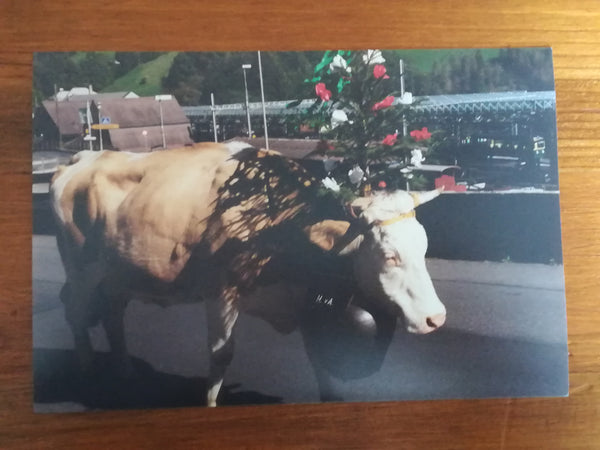 Assorted Postcards and Photos Cows