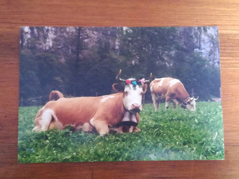 Assorted Postcards and Photos Cows
