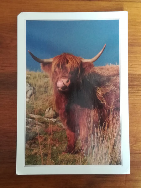 Assorted Postcards and Photos Cows