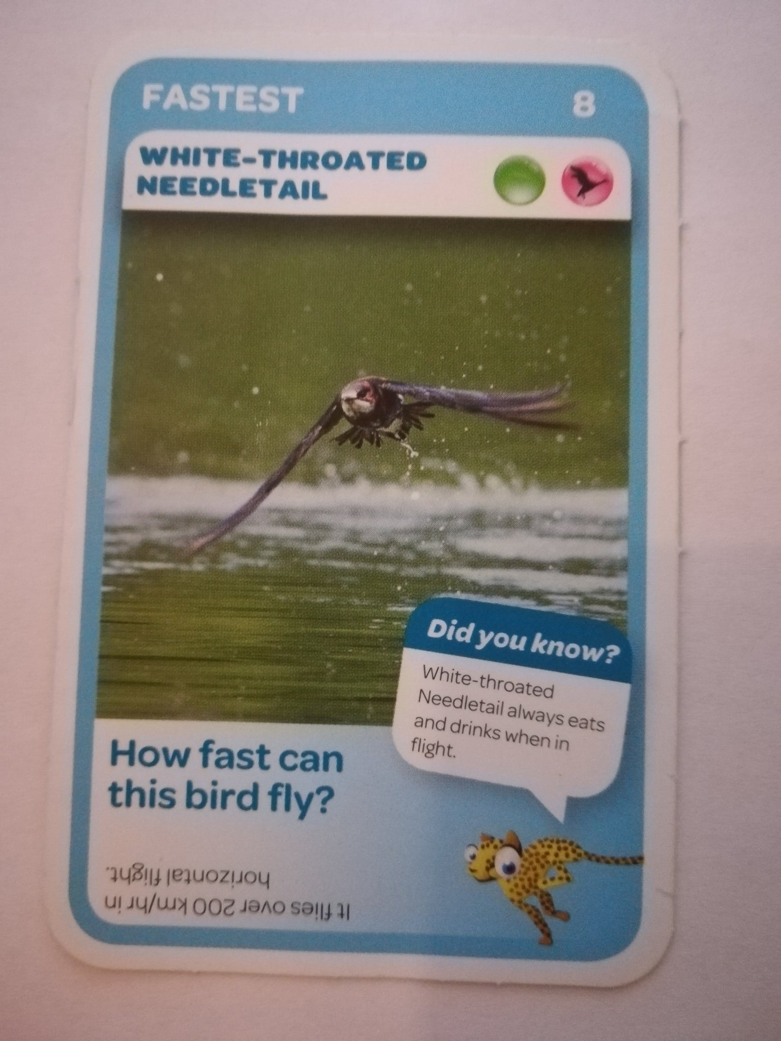 Pick n Pay South African Super Animals (Blue) - Card 8 - White-Throated Needletail