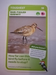 Pick n Pay South African Super Animals (Blue) - Card 18 - Bar-Tailed Godwit