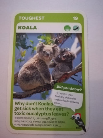 Pick n Pay South African Super Animals (Blue) - Card 19 - Koala