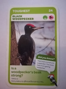 Pick n Pay South African Super Animals (Blue) - Card 24 - Black Woodpecker