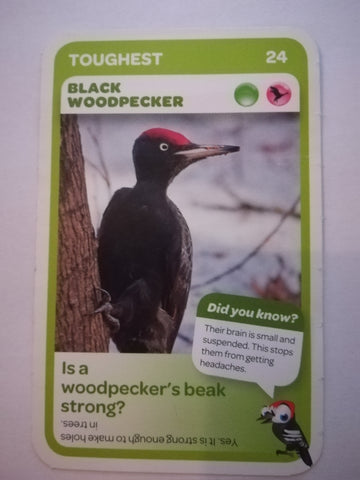 Pick n Pay South African Super Animals (Blue) - Card 24 - Black Woodpecker