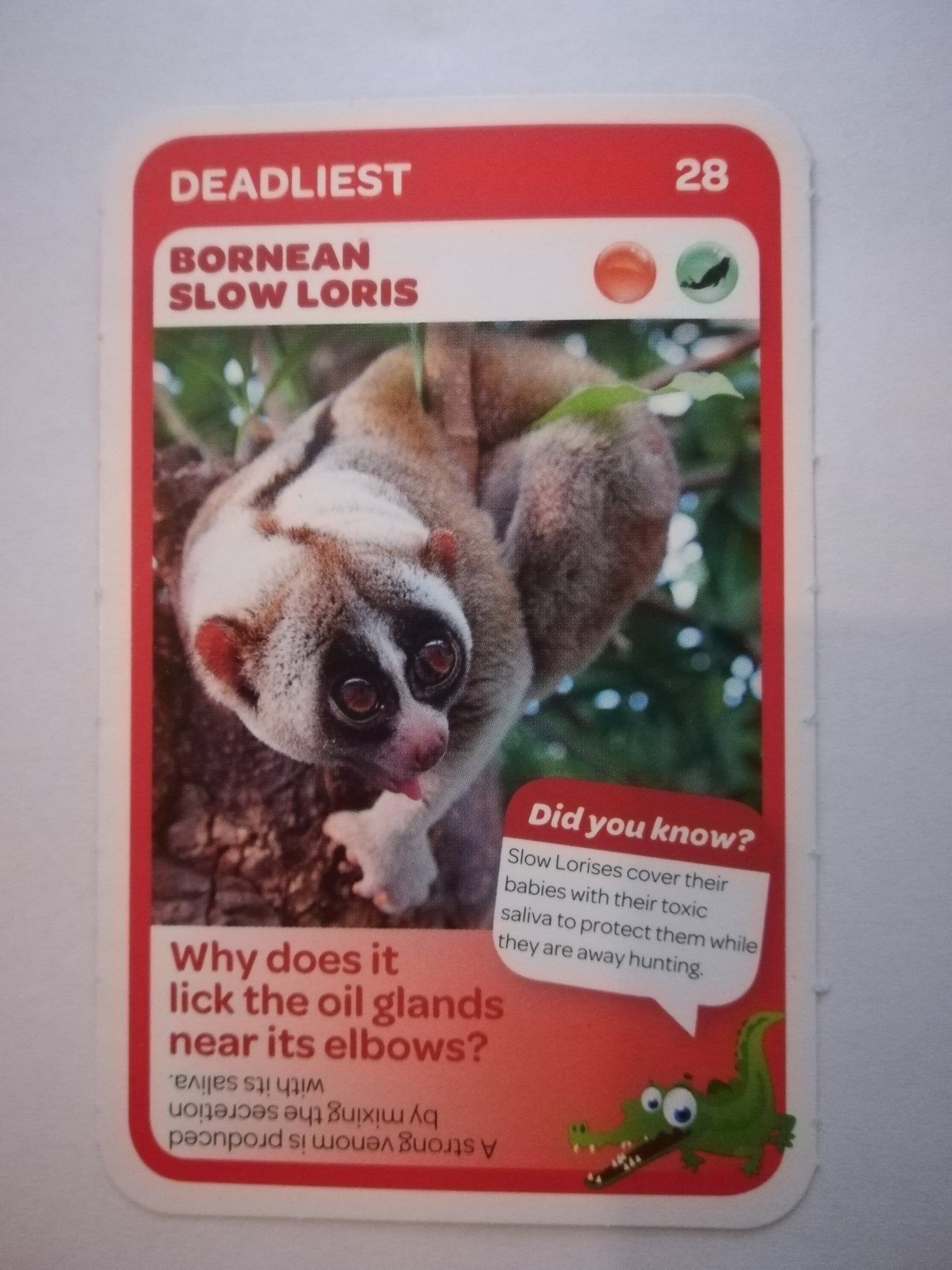 Pick n Pay South African Super Animals (Blue) - Card 28 - Bornean Slow Loris