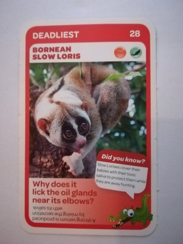 Pick n Pay South African Super Animals (Blue) - Card 28 - Bornean Slow Loris