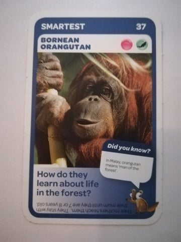 Pick n Pay South African Super Animals (Blue) - Card 37 - Bornean Orangutan