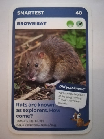 Pick n Pay South African Super Animals (Blue) - Card 40 - Brown Rat