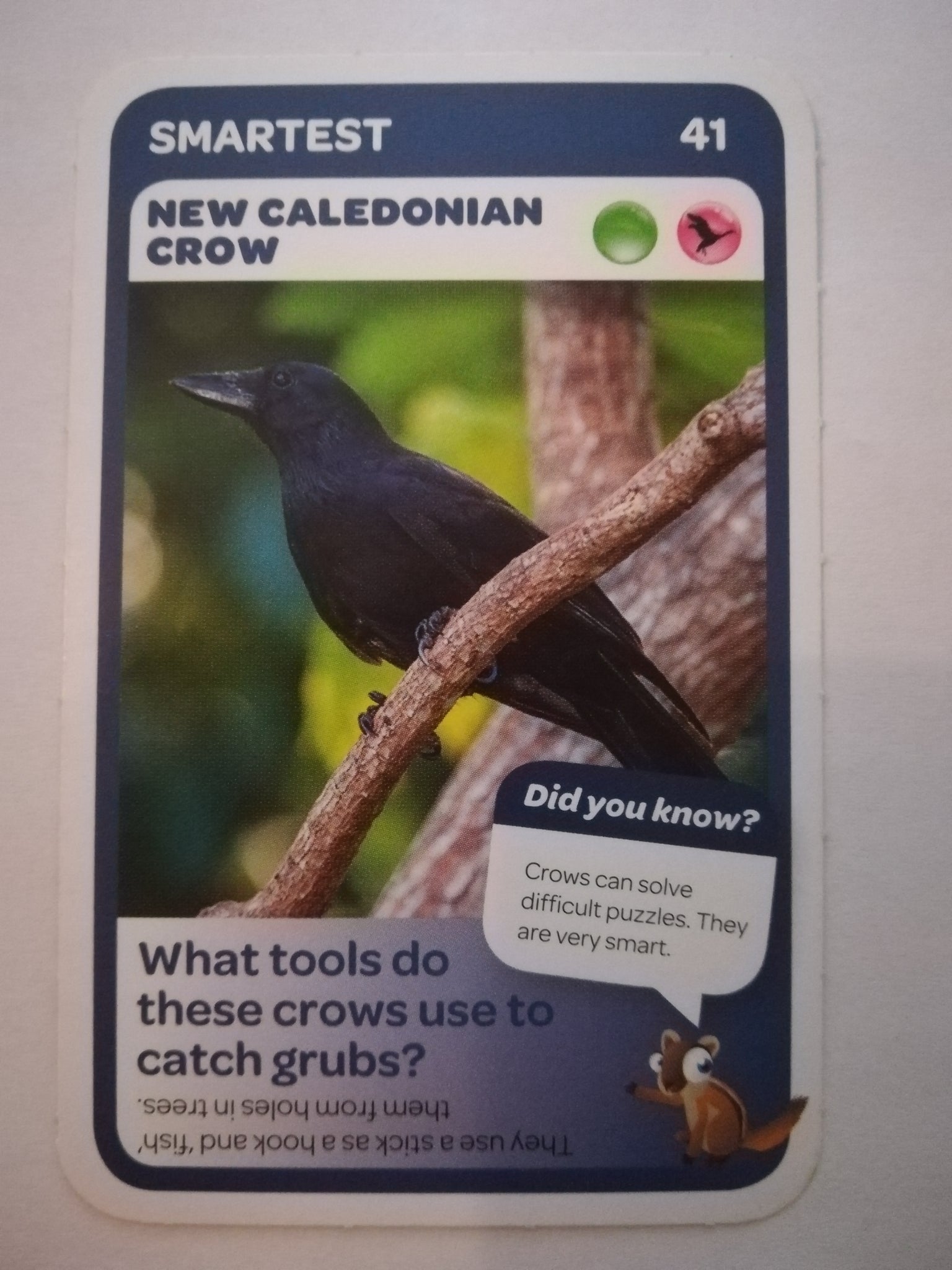 Pick n Pay South African Super Animals (Blue) - Card 41 - New Caledonian Crow