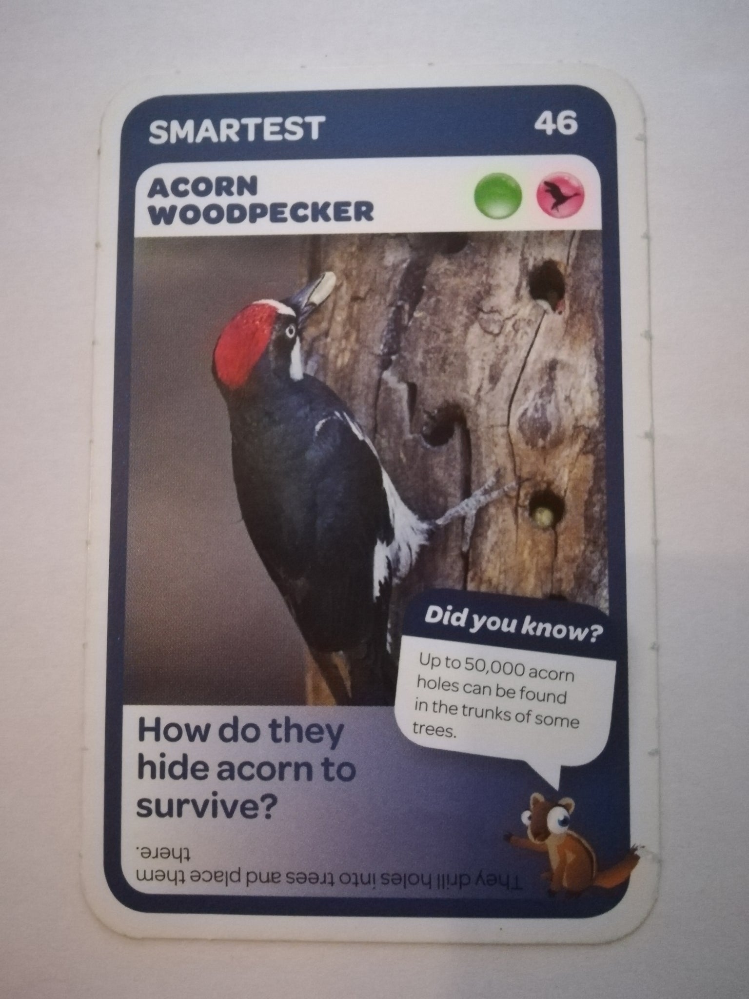 Pick n Pay South African Super Animals (Blue) - Card 46 - Acorn Woodpecker