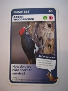 Pick n Pay South African Super Animals (Blue) - Card 46 - Acorn Woodpecker