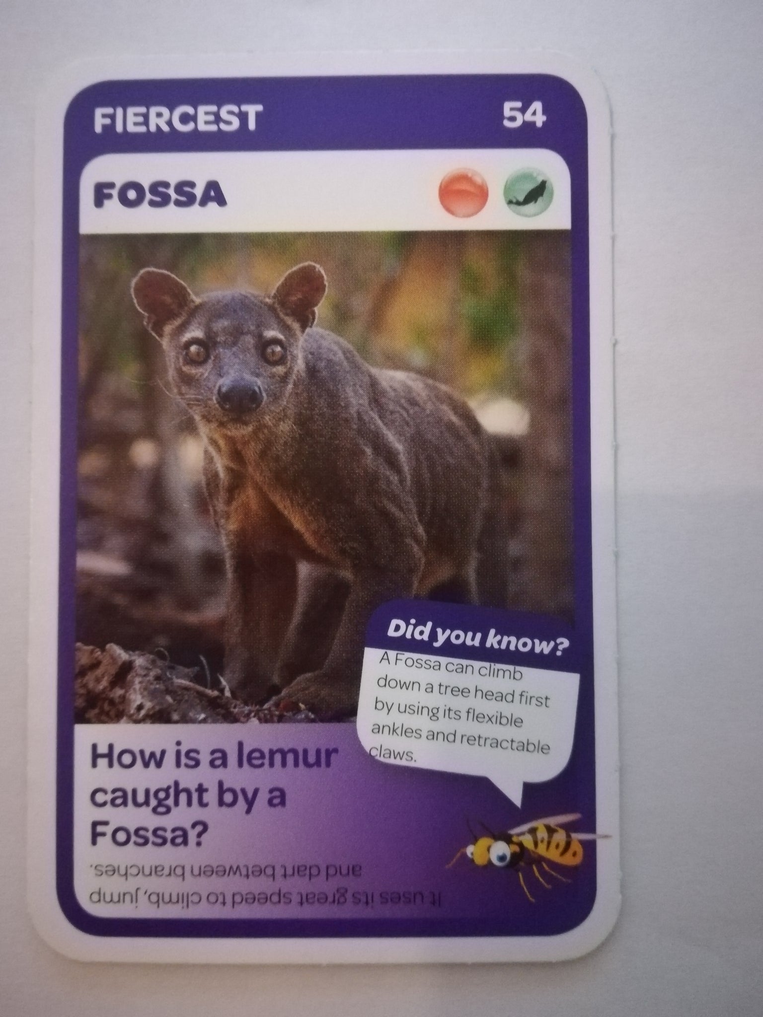 Pick n Pay South African Super Animals (Blue) - Card 54 - Fossa