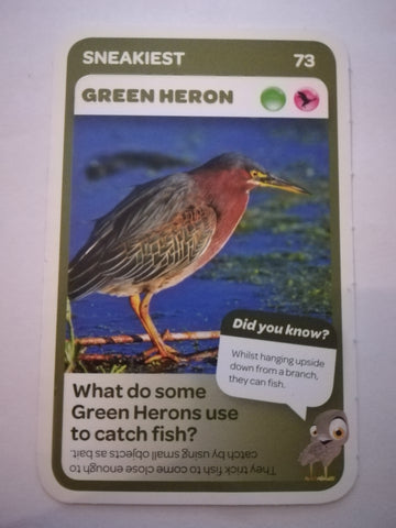 Pick n Pay South African Super Animals (Blue) - Card 73 - Green Heron