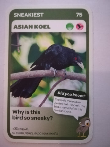 Pick n Pay South African Super Animals (Blue) - Card 75 - Asian Koel
