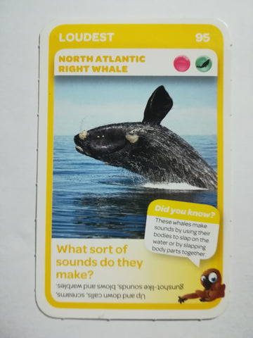 Pick n Pay South African Super Animals (Blue) - Card 95 - North Atlantic Right Whale