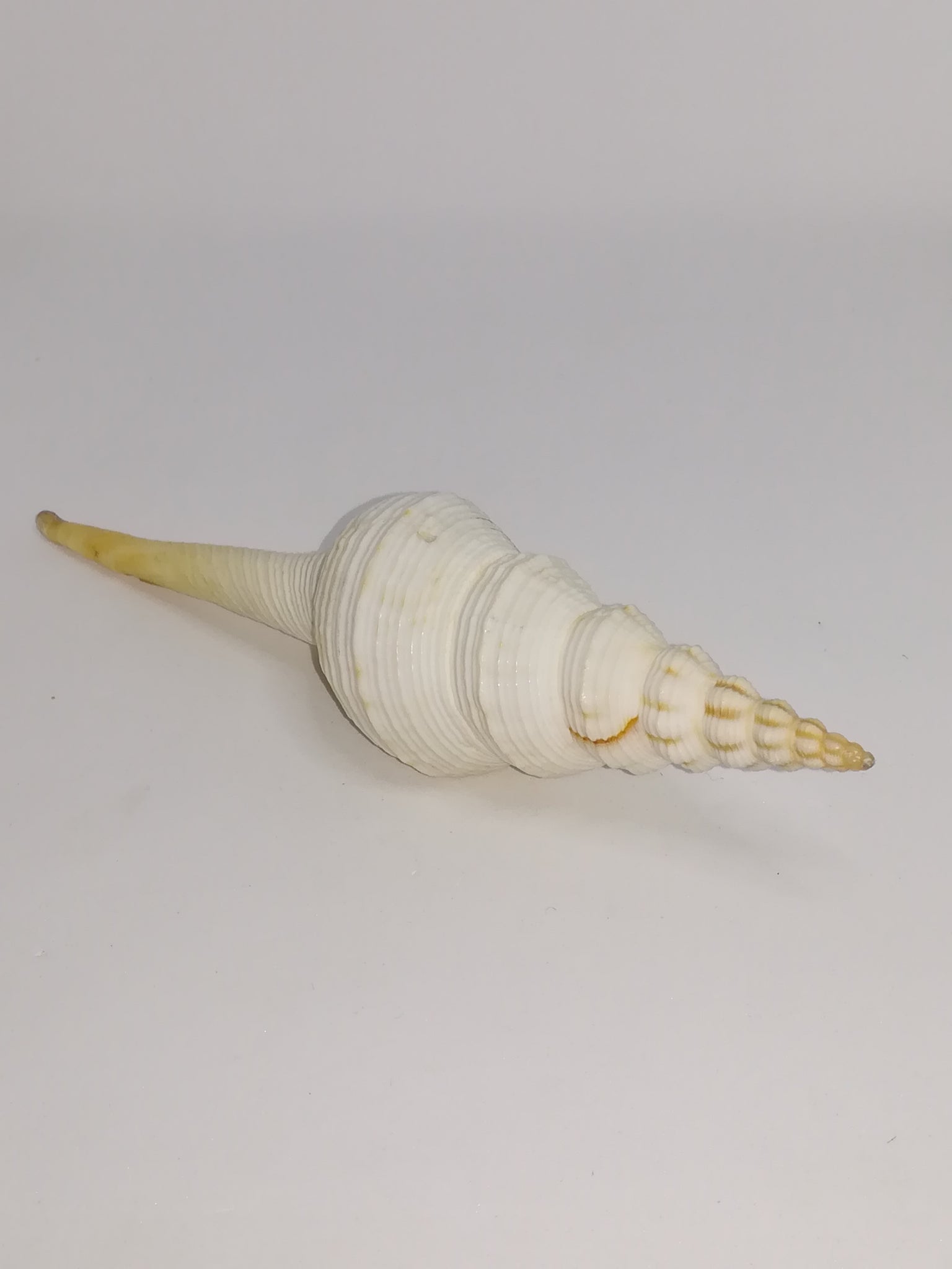 Medium Sea Shell